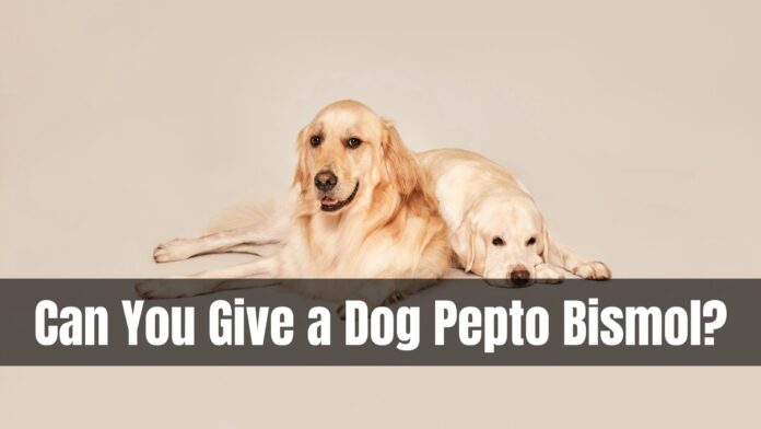 Can You Give a D﻿og Pepto Bismol