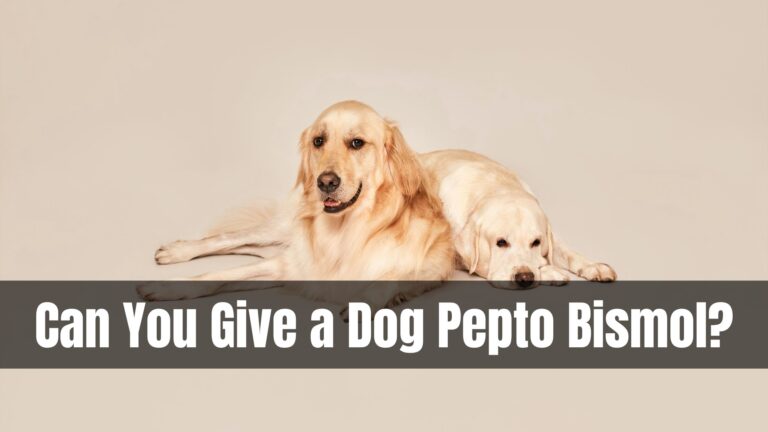 Can You Give a Dog Pepto Bismol?